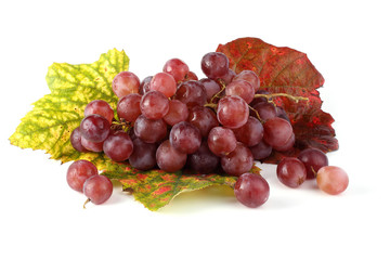 Grape on autumn leaves