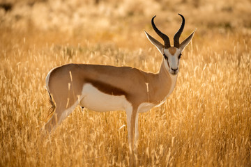 A close up of a watchful springbok taken at sunrise in the Etosha national Park in Namibia