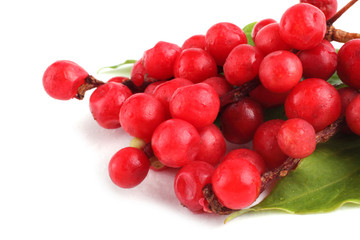 Schisandra Chinensis isolated on white