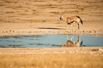 An oryx walking along the dry arid desert in the Etosha National Park in Namibia. The animal is beautifully reflected in a blue water hole.