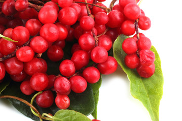 Schisandra Chinensis isolated on white