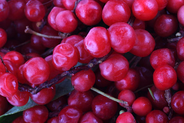 Schisandra chinensis background