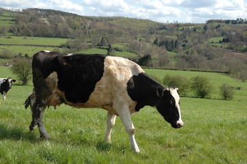 Fototapeta na wymiar Vache laitière