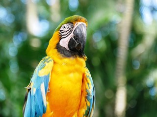 Portrait d'un perroquet ara au jardin botanique de Deshaies en Guadeloupe