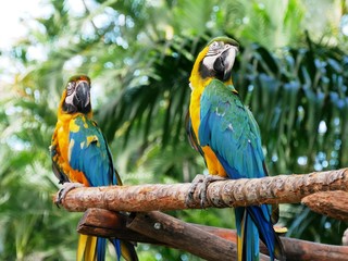 Couple de perroquet ara au jardin botanique de Deshaies en Guadeloupe © CHRISTINE