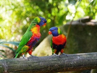 Couple de perruches multicolores au jardin botanique de Deshaies en Guadeloupe