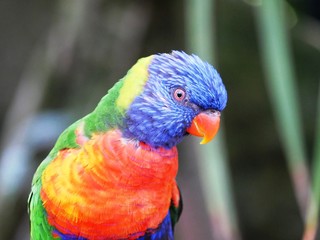 Portrait d'une perruche multicolore au jardin botanique de Deshaies en Guadeloupe