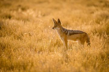 Naklejka na ściany i meble A watchful jackal at sunrise, looking into the distance. This photograph was taken in the Etosha national Park in Namibia.