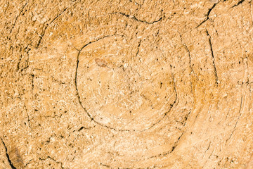 Natural texture of wooden saw cut, close up