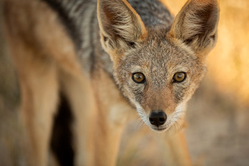 Naklejka na ściany i meble A watchful Jackal staring at the camera in the late afternoon in Etosha, Namibia