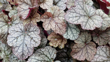 Heuchera 'Silver Scrolls'