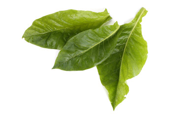 Obraz premium Tobacco leaves isolated on white