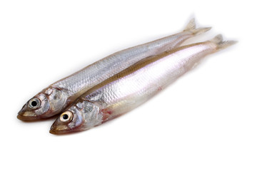 Smelt fish isolated on white. Pacific smelt variety