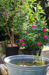 Fototapeta na wymiar Beautiful pink rose in a container Standing on th epatio in the garden with an additional water feature with water plants and other green plants