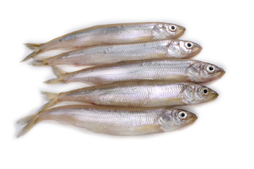 Smelt fish isolated on white. Pacific smelt variety