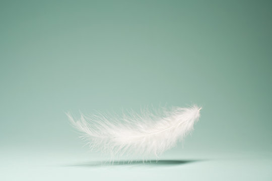 Fototapeta White feather, shadow on empty blue background