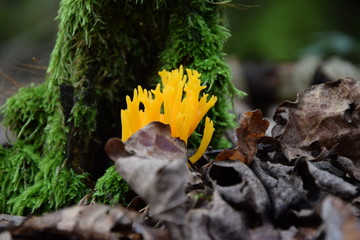 Goldgelber Korallenpilz ( Ziegenbart )