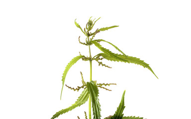 Growing nettle isolated on white