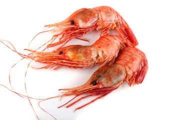 Big shrimps isolated on white