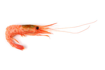 Shrimp isolated on white