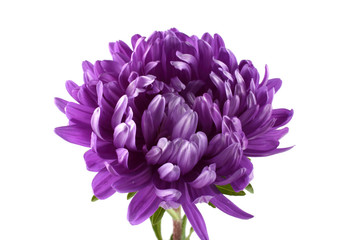 Violet aster isolated on white