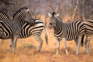 Fototapeta na wymiar This herd of zebra was photographed at sunset in Madikwe Game Reserve, South Africa. They were playing and mock-charging each other.