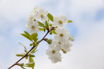 Close up of a flowering branch of cherry. White cherry flowers pierced by spring sunlight