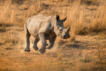 This running young rhino was photographed at sunrise in the Madikwe Game Reserve in South Africa.