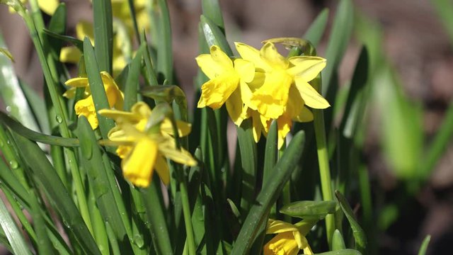 Daffodil flower and green leaf in daffodil flower garden at sunny summer or spring day. Daffodil flower for postcard beauty decoration and agriculture concept design