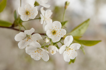 Close up of a flowering branch of cherry. White cherry flowers pierced by spring sunlight