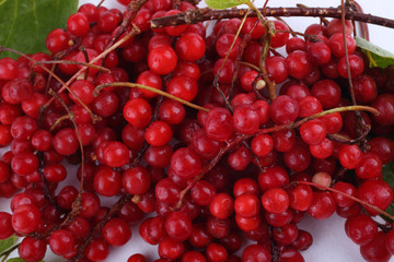 Schisandra Chinensis isolated on white