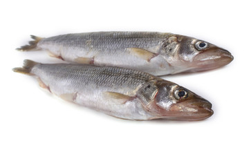 Smelt fish isolated on white. (Big Pacific smelt - Osmerus mordax)