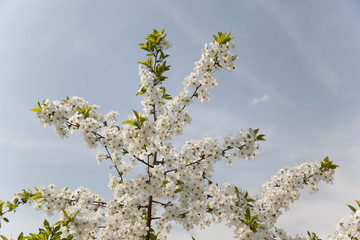 Flowering cherry branch against the blue sky