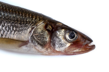 Smelt fish isolated on white. (Big Pacific smelt - Osmerus mordax)