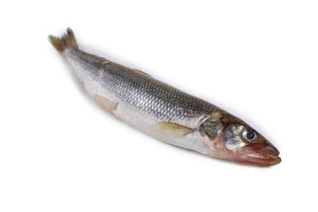 Smelt fish isolated on white. (Big Pacific smelt - Osmerus mordax)