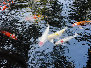 Coloful Koi, red and golden, swimming in a Pond