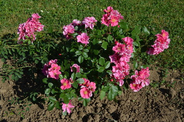 Large green bush with fresh delicate vivid pink magenta roses in full bloom in a summer garden, in direct sunlight, beautiful outdoor floral background photographed with soft focus