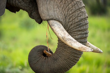 A detail close up of an eating elephant's face, trunk and mouth, taken at sunset in the Welgevonden...