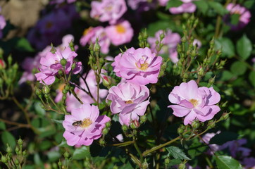 Fototapeta na wymiar Large green bush with fresh delicate light pink roses in full bloom in a summer garden, in direct sunlight, beautiful outdoor floral background photographed with soft focus