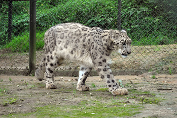 The snow leopard named Malaika loitering inside Himalayan Zoological Park in Gangtok, Sikkim. This is most endangered species in the world. She was brought here from Darjeeling zoo for breeding to pop