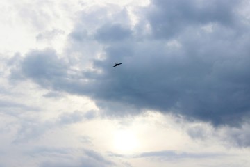 Summer nature sunset beautiful clouds sunset darkness bird
