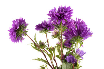 Violet asters isolated on white