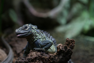 Philippine sailfin lizard, Philippine sailfin lizard is smiling, photo of lizard on a piece of wood, lizard laughs photo