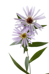 Growing asters isolated on white