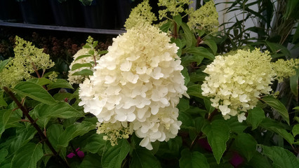 Hydrangea paniculata 'Silver Dollar'