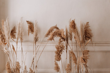 dry pampas grass decor along the beige wall parquet floor in the room place text copy space © Алена Ган