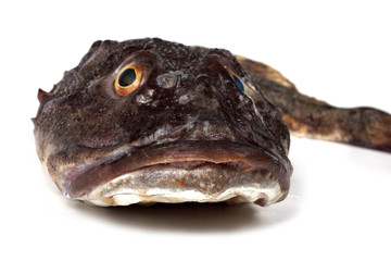 Goby fish portrait isolated on white