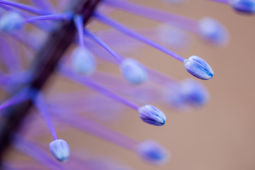 A macro close up of a flowering Agapanthus plant, showing the intricate detail of the buds.