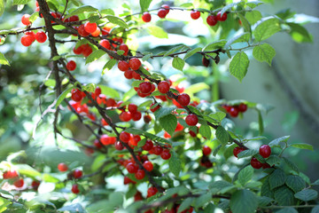 Nanking cherry bush