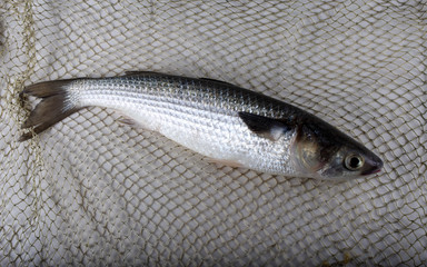 Mullet on net